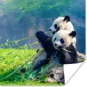 PosterMonkey Poster Panda - Bamboe - Gras - Dieren - 30x30 cm