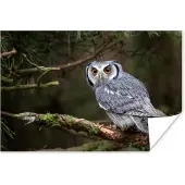 PosterMonkey Poster Uil - Vogel - Takken - Natuur - 90x60 cm