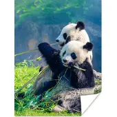 PosterMonkey Poster Panda - Bamboe - Gras - Dieren - 60x80 cm