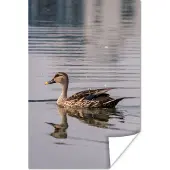 PosterMonkey Poster Eend - Water - Vogel - Bruin - 80x120 cm
