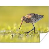 PosterMonkey Poster Vogels - Gras - Landschap - Grutto - 80x60 cm