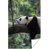 PosterMonkey Poster Panda - Boom - Dieren - Natuur - 60x90 cm