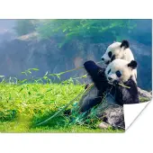 PosterMonkey Poster Panda - Bamboe - Gras - Dieren - 120x90 cm