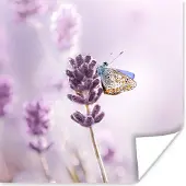 PosterMonkey Poster Lavendel - Vlinder - Close-up - Paars - 50x50 cm