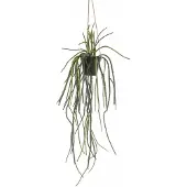 Woonexpress Hangplant Rhipsalis Groen