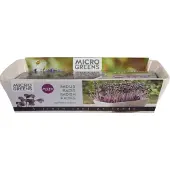 Buzzy Microgreens Kiemgroentezaad Daikon Radijs (Raphanus Sativus) 11 X 12 X 6 Cm