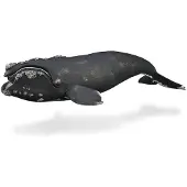 Collecta Figurine - Noordkaper - (XL)