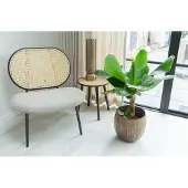 Green bubble Bananenplant - 110cm