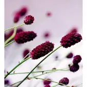 Dimex Fotobehang - Floral Violet 225x250cm - Vliesbehang
