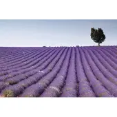 Dimex Fotobehang - Lavender Field 375x250cm - Vliesbehang