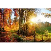 Dimex Fotobehang - Forest Walk 375x250cm - Vliesbehang