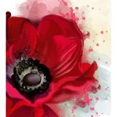 Blokker Dimex Poppy Vlies Fotobehang 225x250cm 3-banen