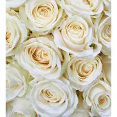 Dimex Fotobehang - White Roses 225x250cm - Vliesbehang