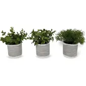 Dulaire Kunst Vetplanten In Pot 17 cm - 3 st.