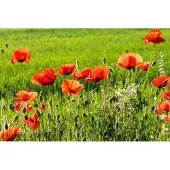 Dimex Fotobehang - Poppy Field 375x250cm - Vliesbehang