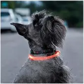 Northix Collier LED voor dieren - INNOVAGOODS - PETLUX - Zichtbaar oranje - Grijs - Nachtzichtbaarheid