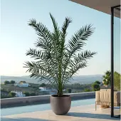 Green bubble Phoenix Canariensis - 300cm