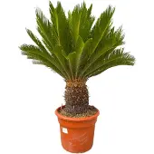 Green bubble Cycas Revoluta - 110cm
