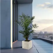 Green bubble Phoenix Canariensis - 130cm