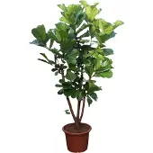 Green bubble Ficus Lyrata vertakt XXXL - 275cm