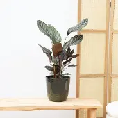 Green bubble Calathea Ornata - 50cm
