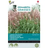 Buzzy - Ornamental Grasses, Miscanthus sinensis Neue Hybriden