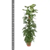 Green bubble Monstera Monkey Leaf - 160cm