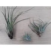 Warentuin Collection 3 stuks! Kamerplant Tillandsia Luchtplantjes
