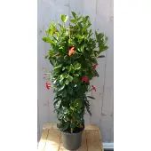 Warentuin Collection Dipladenia Mandevilla Sundaville Rood 110-130 cm