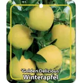 Warentuin Collection Malus Domestica Golden Delicious fruitboom Appel