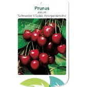 Warentuin Collection Prunus Avium Scjneider s Spate Knorpelkirsche fruitboom Zoete kers