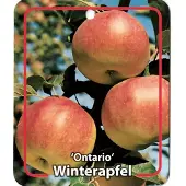 Warentuin Collection Malus Domestica Ontario fruitboom Appel