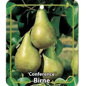 Warentuin Collection Pyrus Communis Birne Conference fruitboom Peer