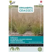 Buzzy - Ornamental Grasses, Sporobolus heterolepis
