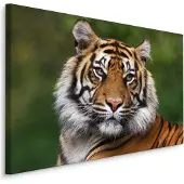 Karo-art Schilderij - Bengaalse Tijger, premium Print, 5 maten