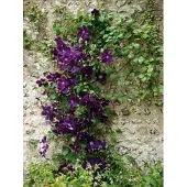 Up!Climbers 1 x Clematis 'Jackmanii' - BOSRANK - 50-60 cm
