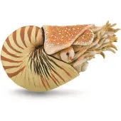 Collecta Figurine - Nautilus Pompilius - (Xl) - Prehistorie - Handgeschilderd - Miniatuur