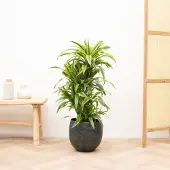 Green bubble Dracaena Deremensis Lemon Lime vertakt - 100cm