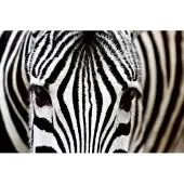 Dimex Fotobehang - Zebra 375x250cm - Vliesbehang