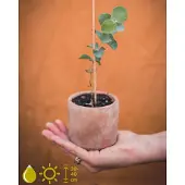 Grow Your Ownn Eucalyptus Cinerea Kweekset - Zelf Eucalyptus kweken -