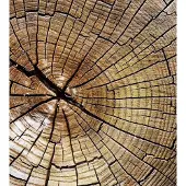 Dimex Fotobehang - Wood 225x250cm - Vliesbehang