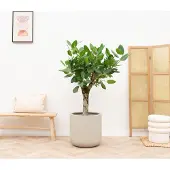 Green bubble Ficus Benghalensis Audrey op dikke stam - 150cm