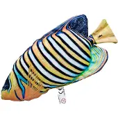 Gaby The Regal Angelfish Medium Veelkleurig