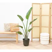 Green bubble Strelitzia Augusta - 160cm