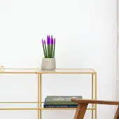 Green bubble Sansevieria Cylindrica Velvet Touchz paars - 25cm