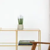 Green bubble Sansevieria Cylindrica Velvet Touchz wit - 25cm