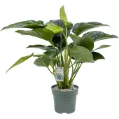 Beautanic Lifestyle Philodendron (Philodendron 'Green Beauty') D 27 H 90 Cm