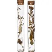 Packlinq Glazen buis met diverse droogbloemen naturel Ø3cm. H: 20cm - 12 st
