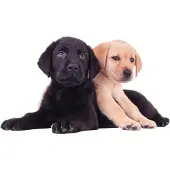 VAN IKKE Muursticker 2 labrador puppies XL