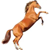 VAN IKKE Muursticker Stijgerend Paard